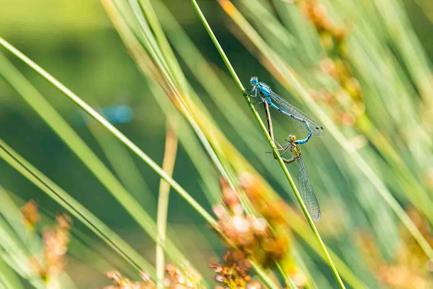 proxy-photo-accouplement-insecte-entre-demoiselle-libellule-agrion-a-morzine